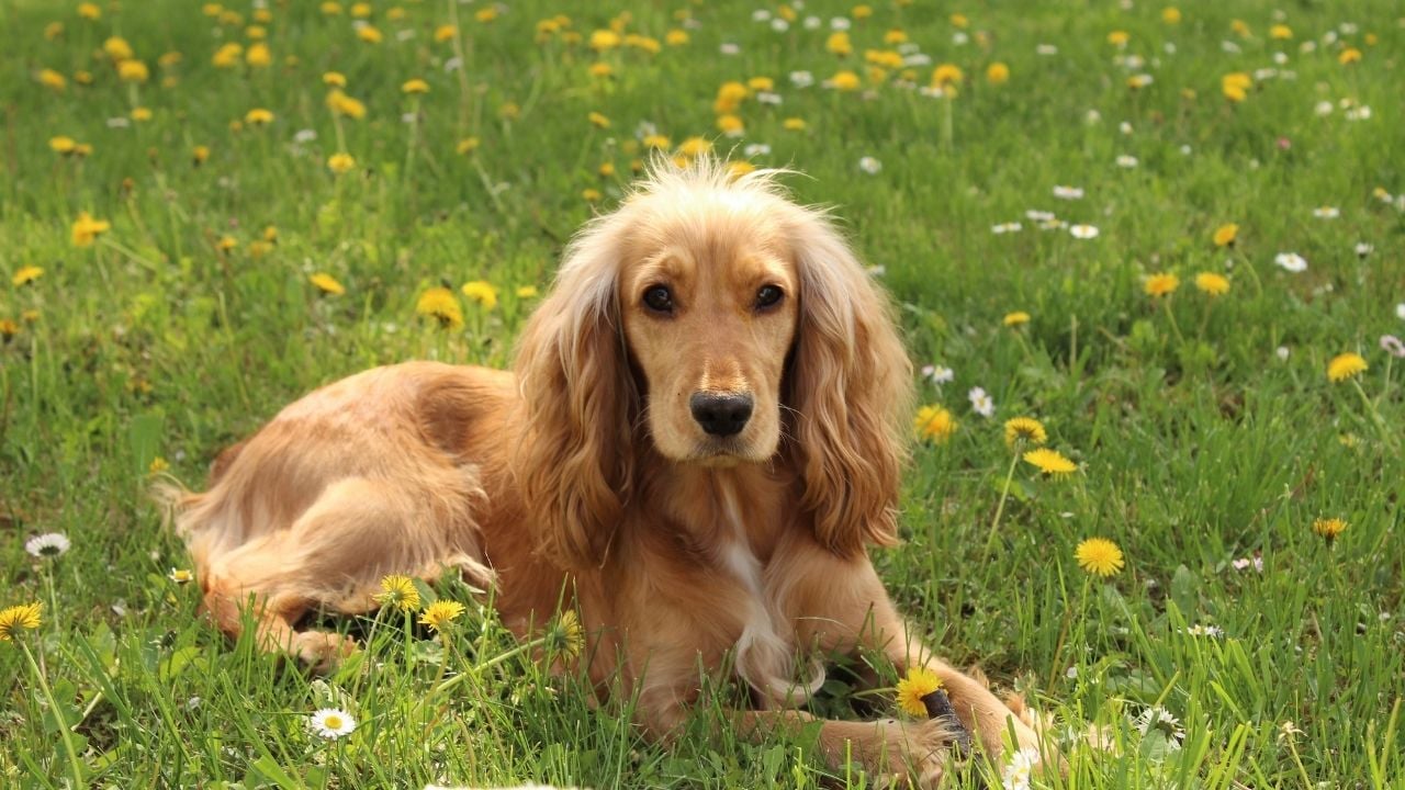 Amerikan Cocker Spaniel