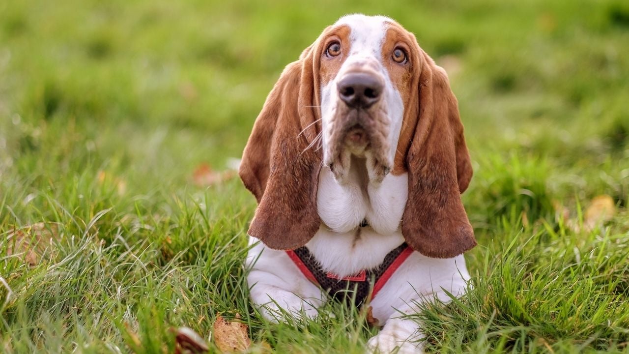 Basset Tazısı
