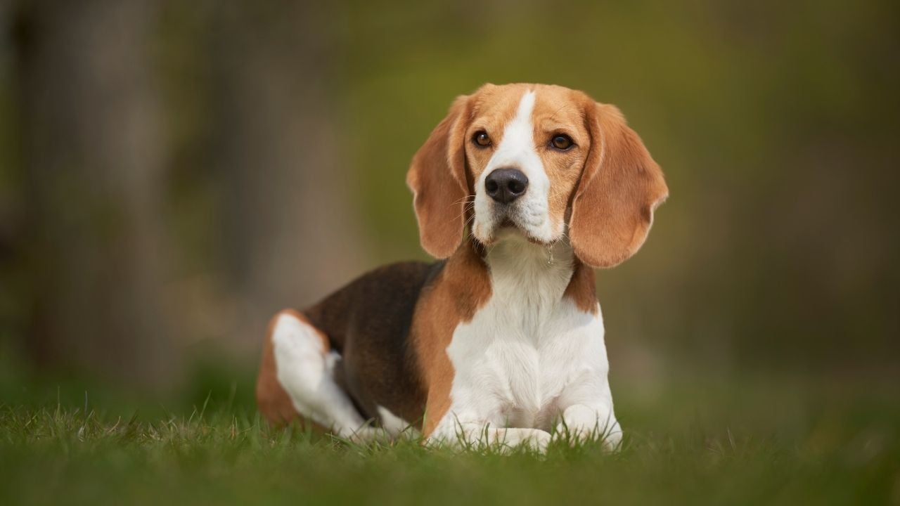 Beagle köpek