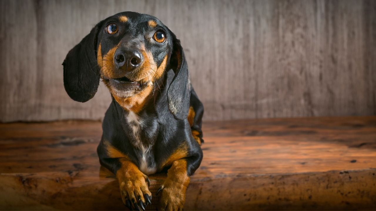 Dachshund (Sosis Köpek)