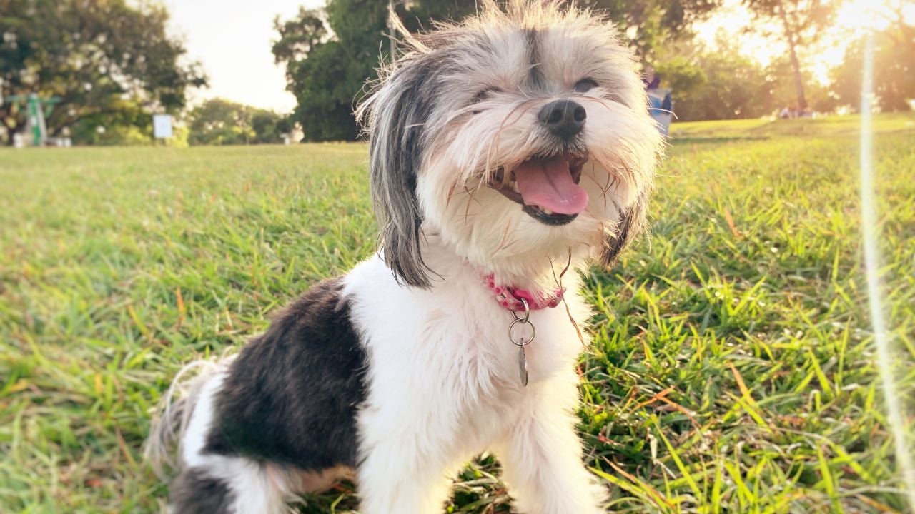 Havanese
