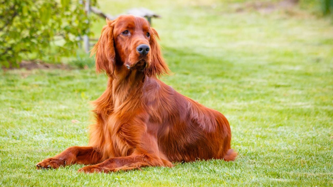 Irish Setter (İrlanda Seteri)