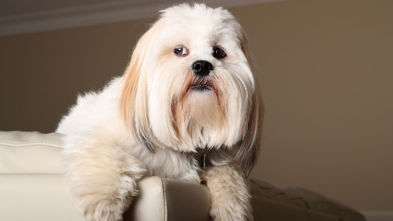 Lhasa Apso