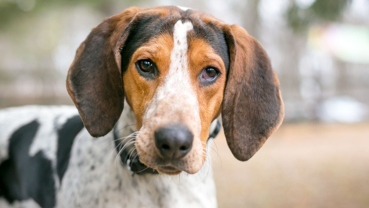 Treeing Walker Coonhound