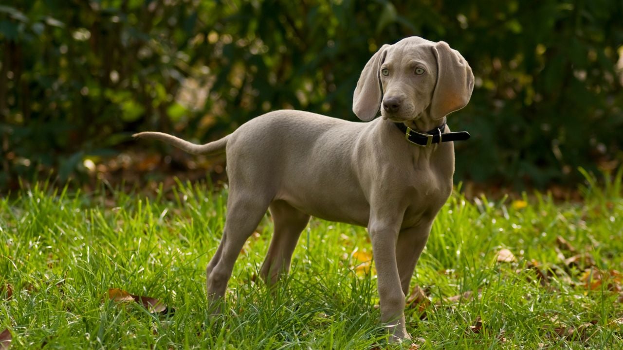 Weimaraner