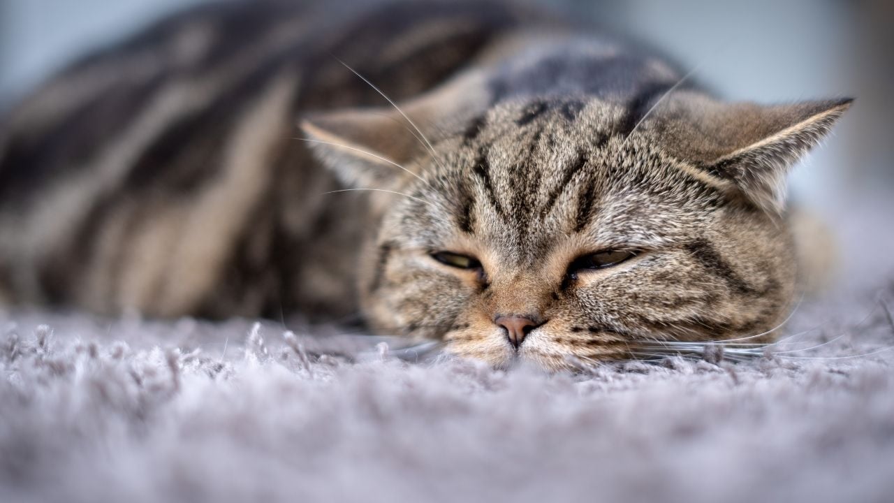hasta bir kedi