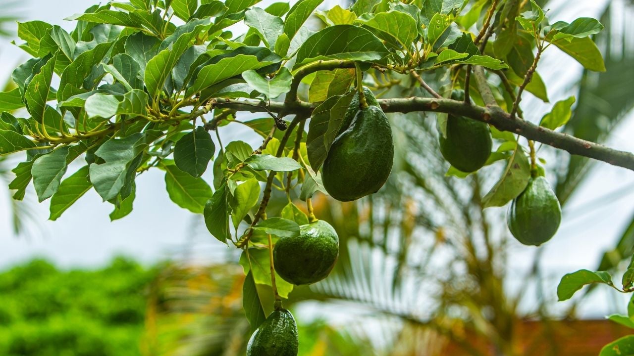 avokado ağacı