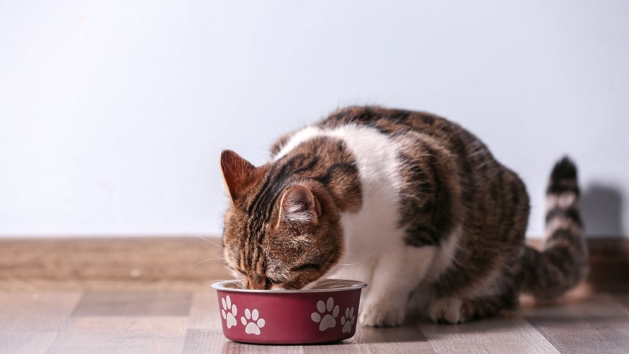 bir şeyler yiyen kedi