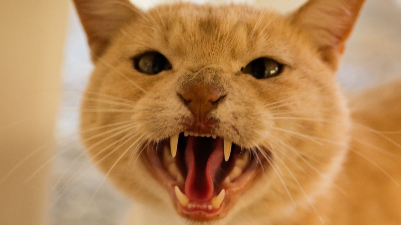 hırlayan sarman kedi