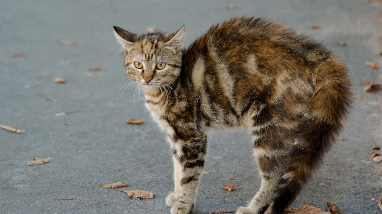 korkmuş ve kabarmış bir tekir kedi