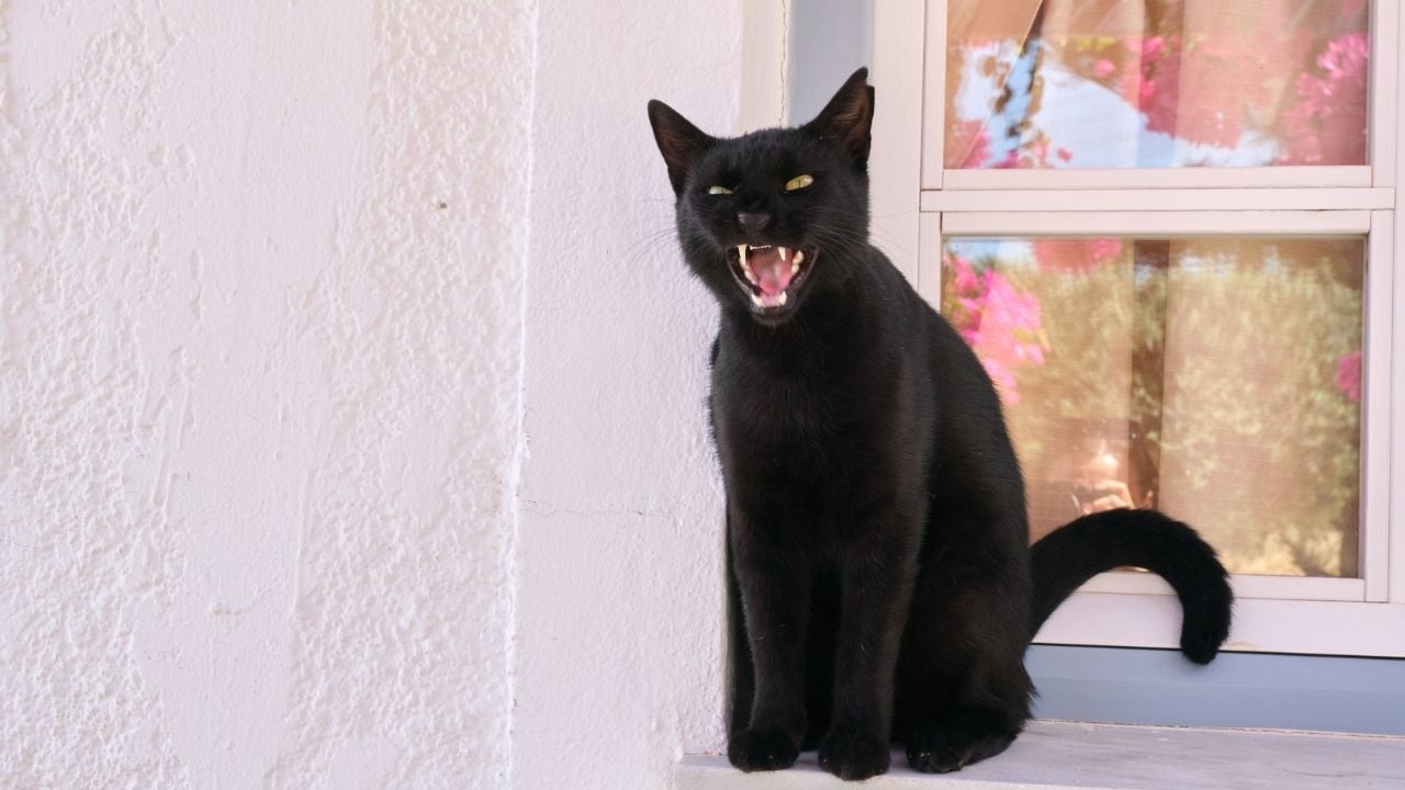 siyah kedi hırlıyor
