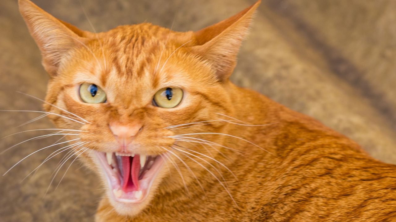 turuncu kedi hırlıyor