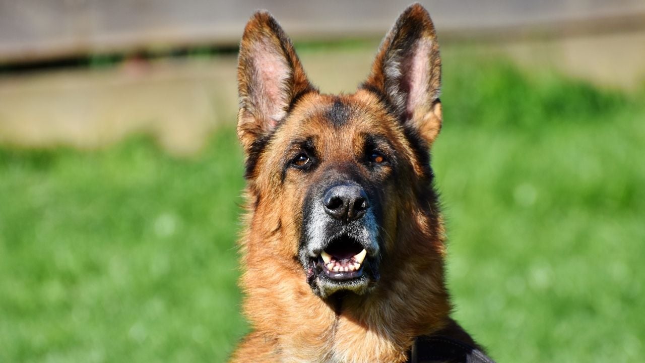 Alman Çoban Köpeği