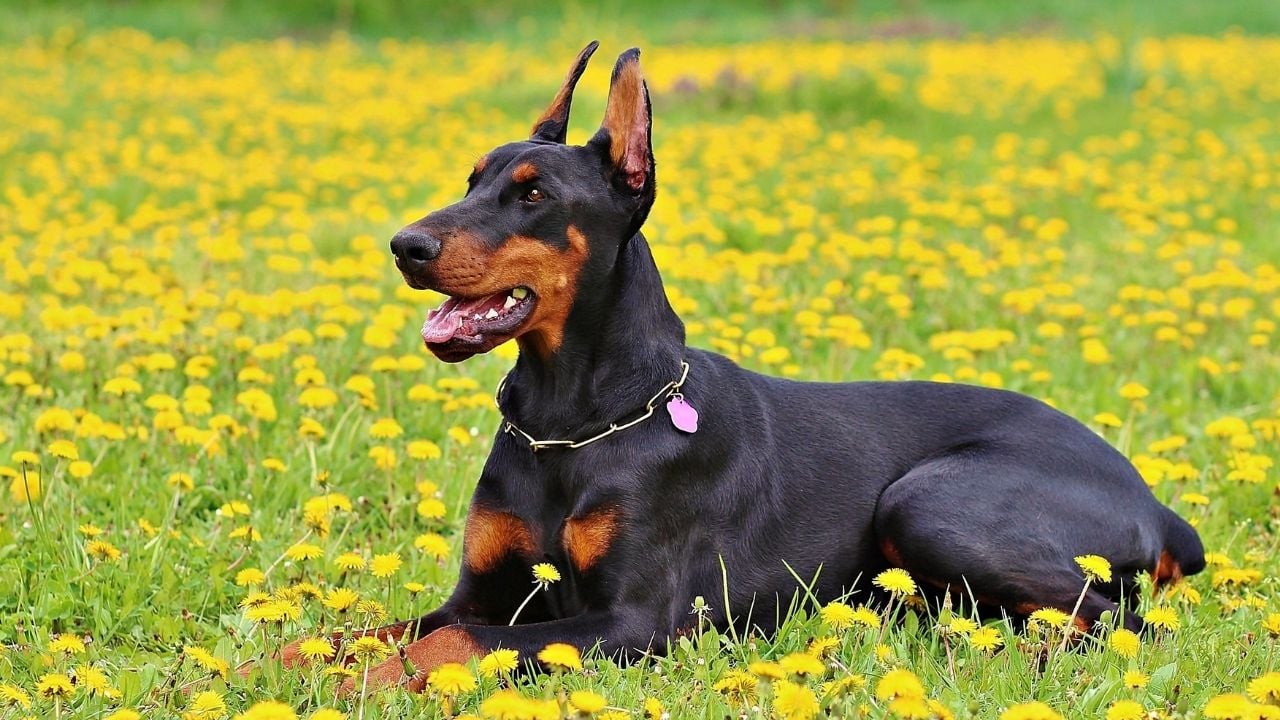 Doberman Pinscher