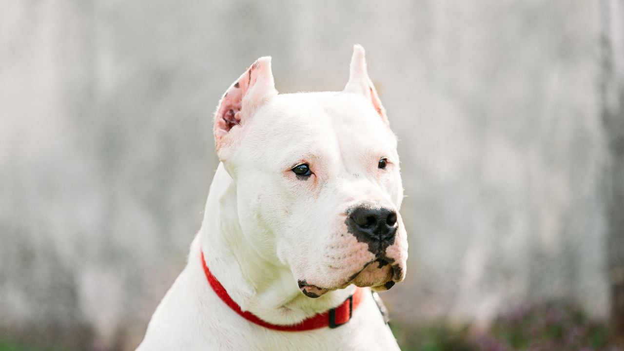 Dogo Arjantin