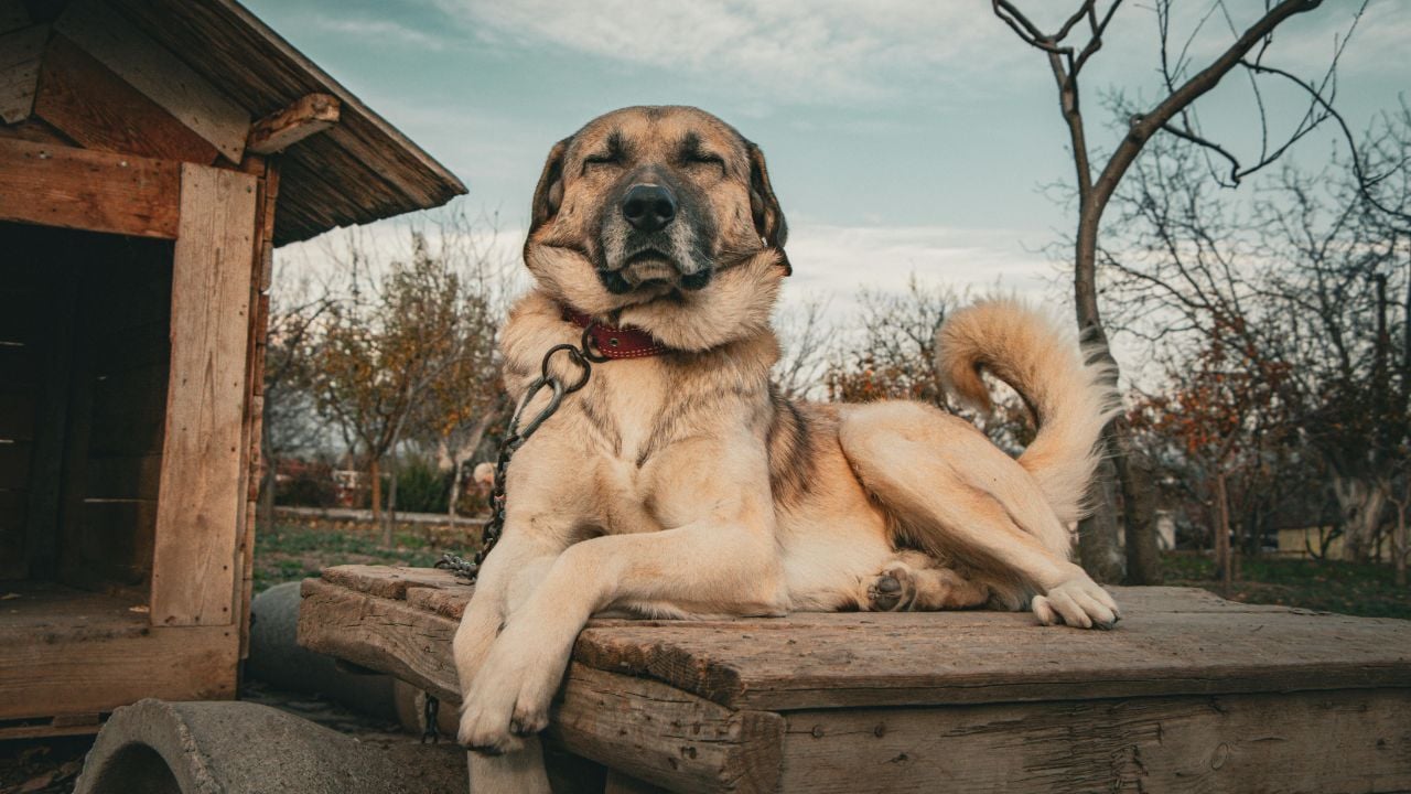 Kangal Çoban Köpeği