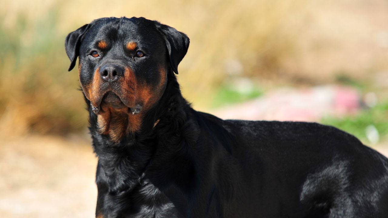 Rottweiler