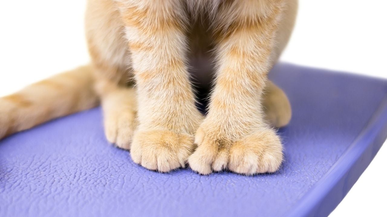 çok parmaklı bir kedi
