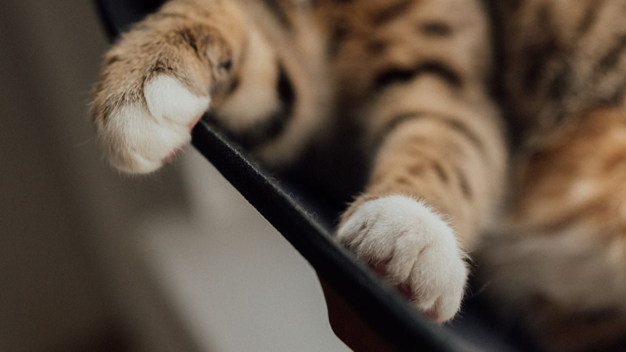 polidaktil kedi patileri
