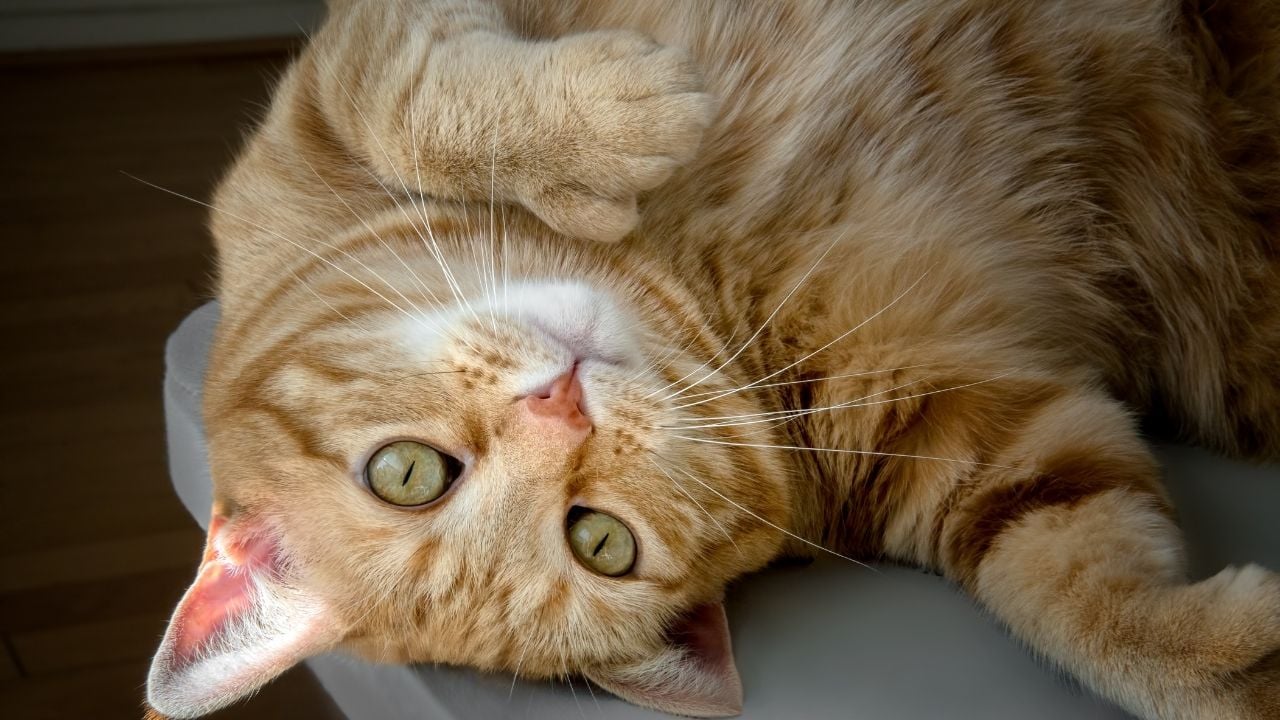 polidaktil sarı kedi