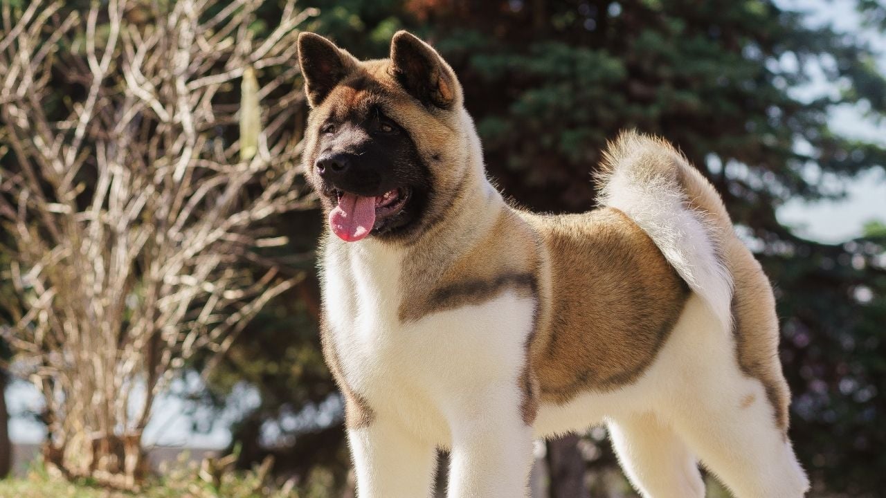 Akita köpek