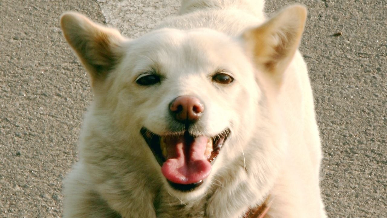 Hokkaido Inu