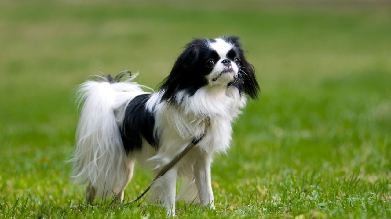Japanese Chin (Japon Köpeği)