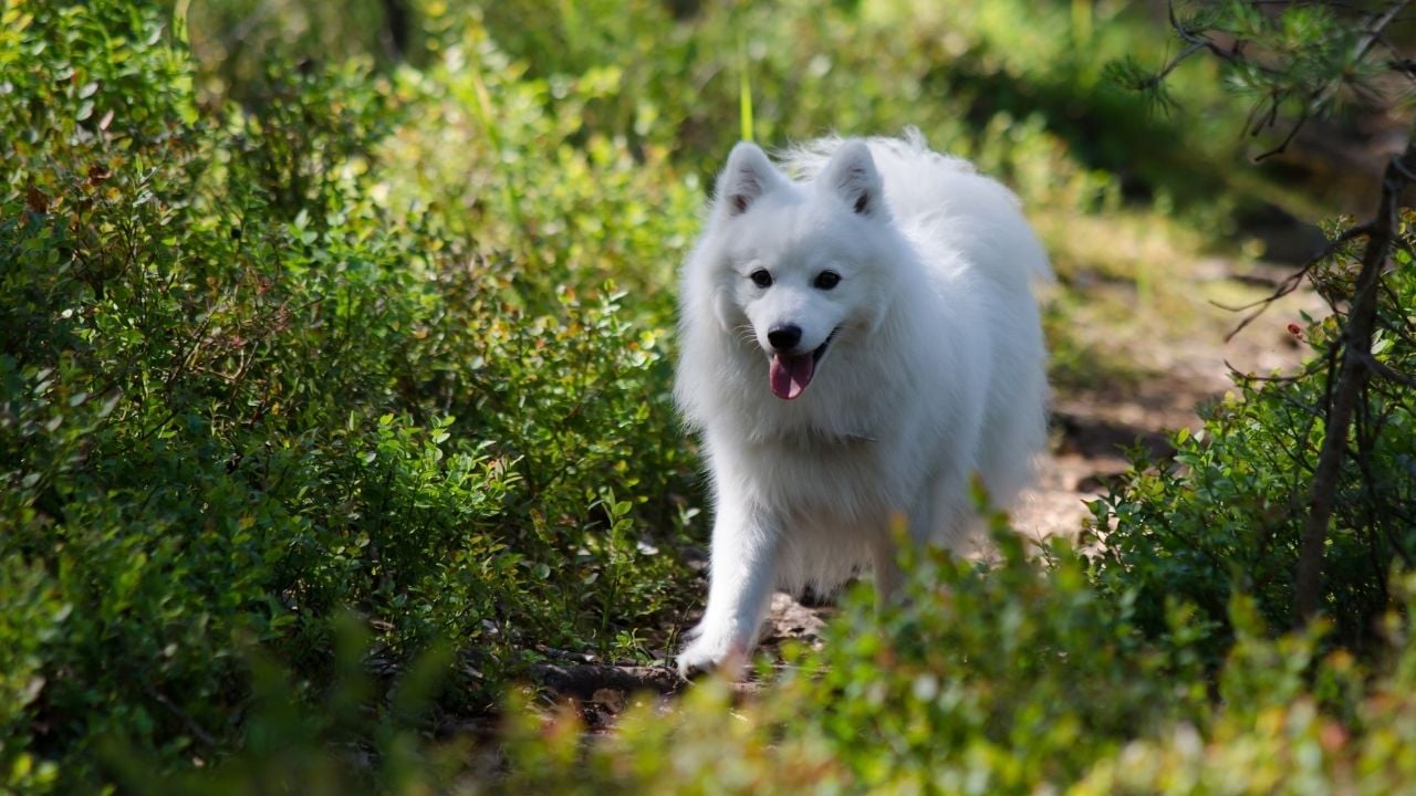 Japanese Spitz (Japon Spitz)