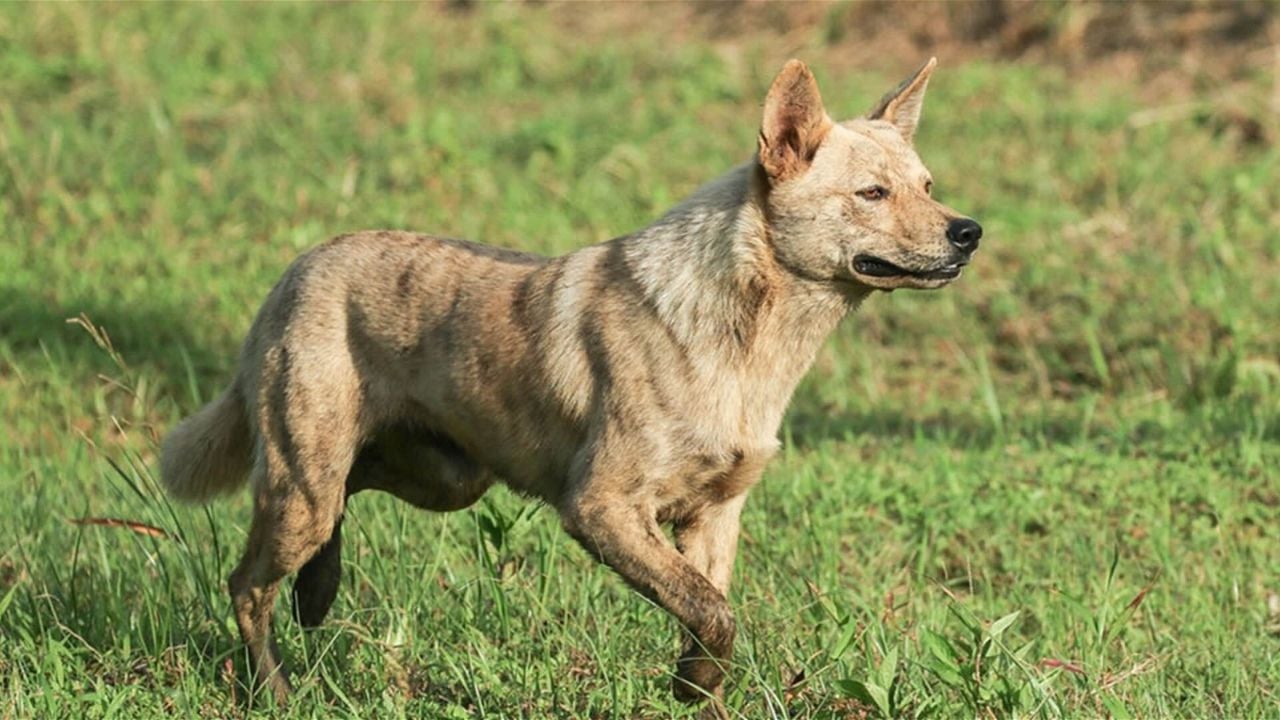 Ryukyu Inu