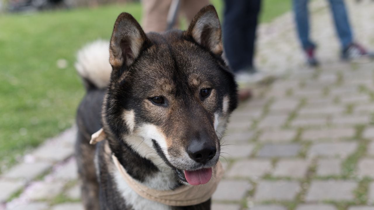 Shikoku köpek