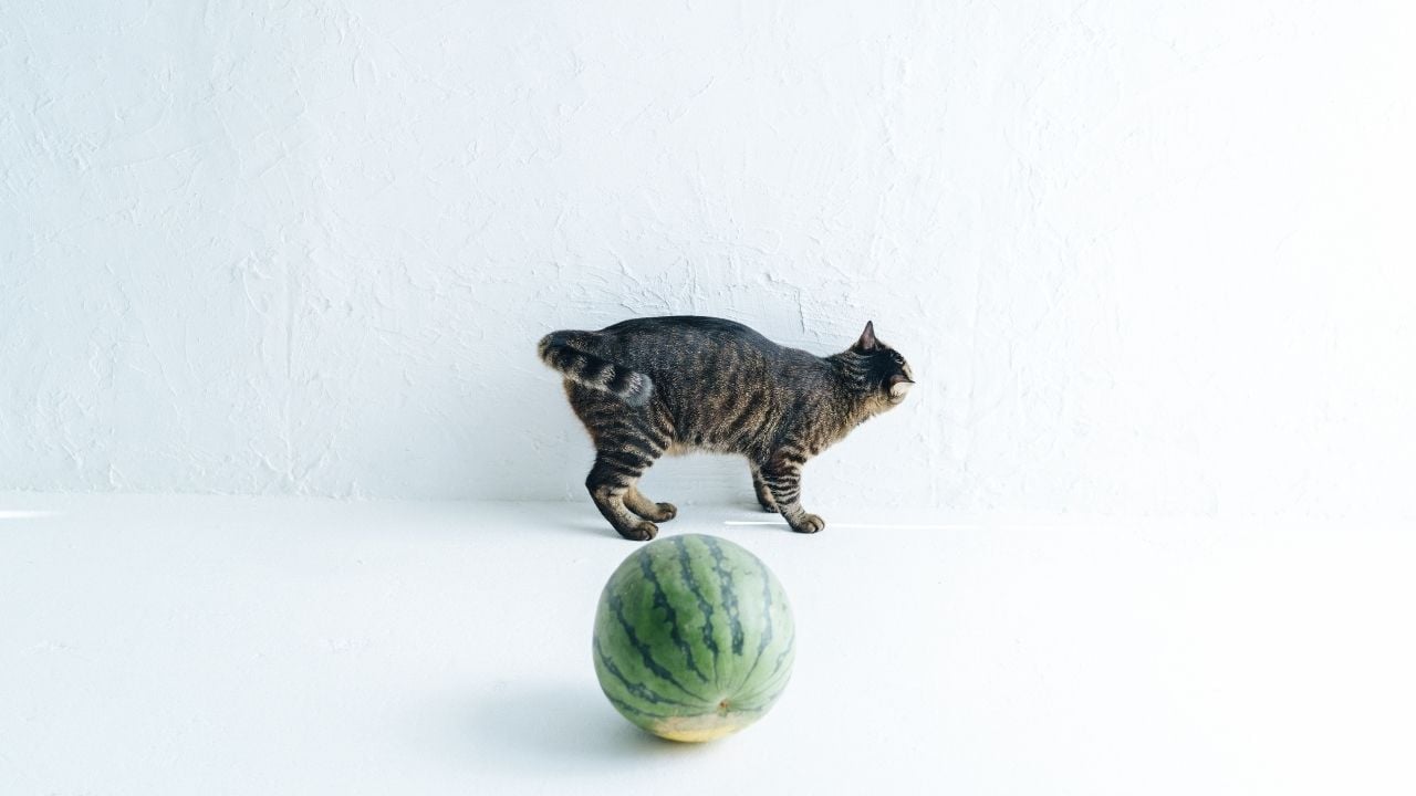 karpuzun yanında bir kedi