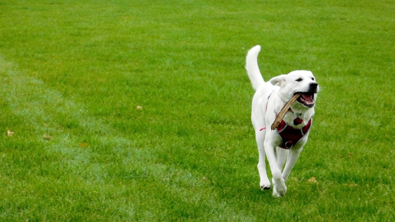 bir Türk köpek cinsi, Akbaş