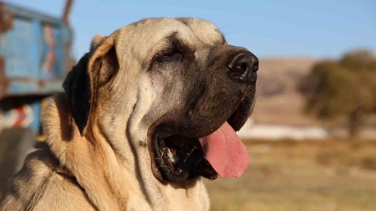 bir Türk köpek cinsi, Aksaray Malaklısı