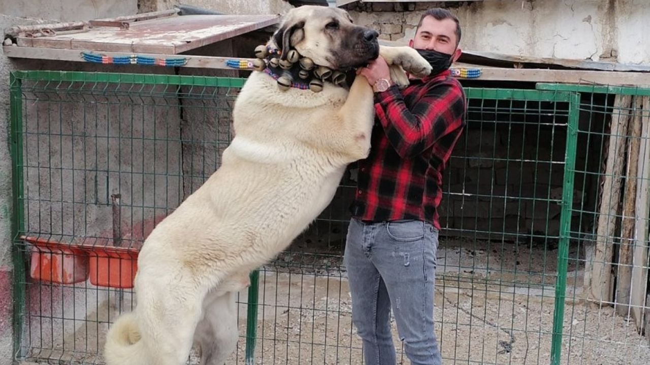 Boz Çoban Köpeği