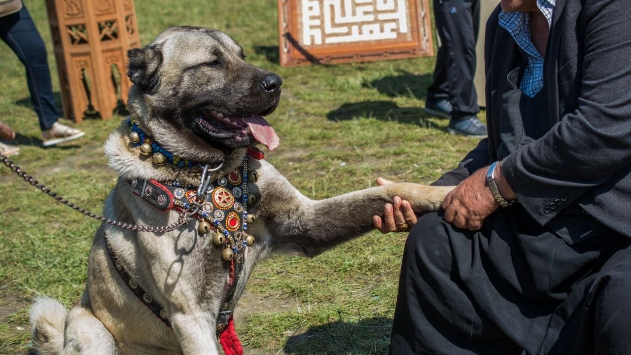 kangal köpek