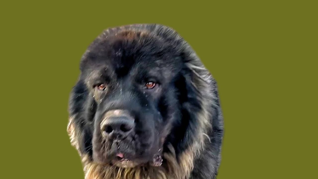 Kars Çoban Köpeği