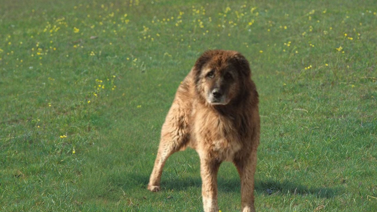 Rize Koyun Köpeği