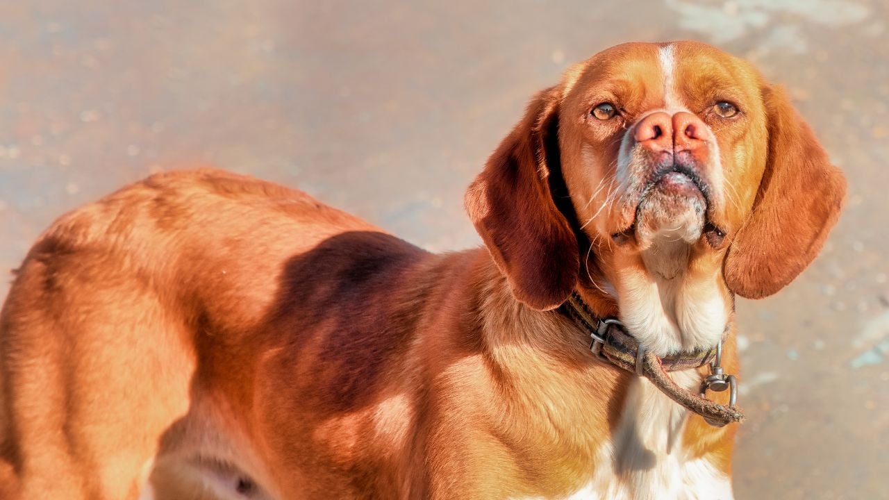Tarsus Çatalburun Köpeği