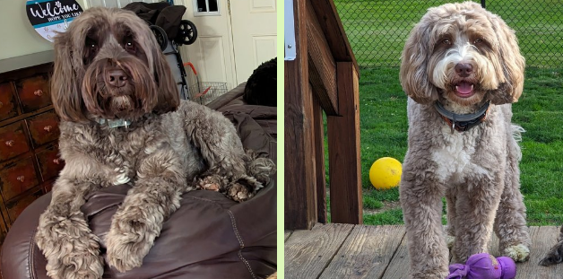 DNA Tested Labradoodles: Ensuring Healthy and Ethical Breeding