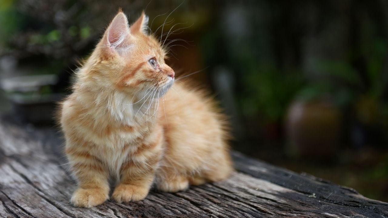yavru Munchkin Kedisi