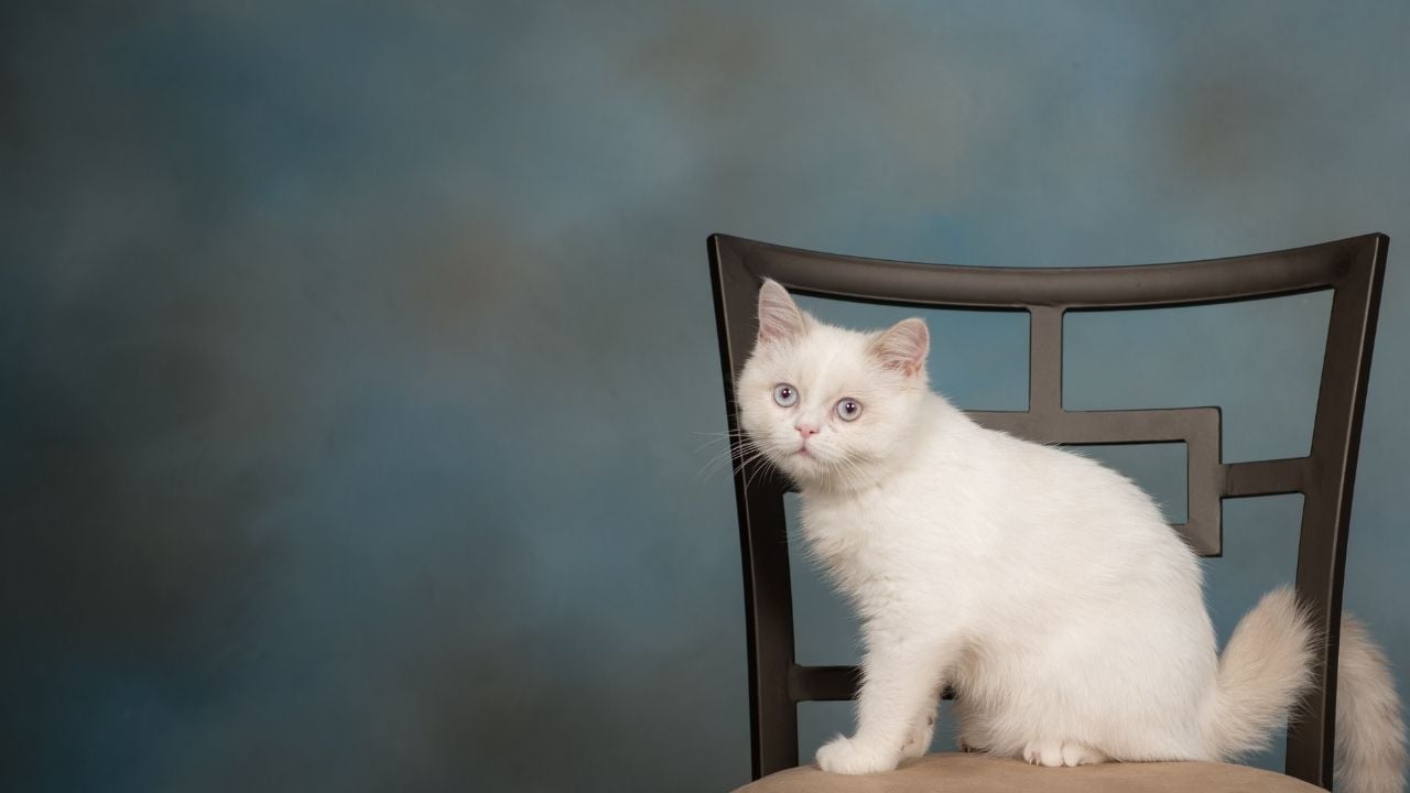 Minuet Kedisi (Napolyon Kedisi)