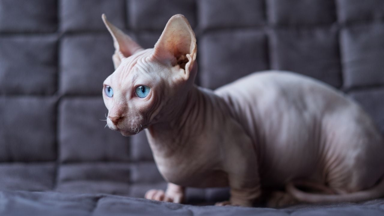Bambino Kedisi