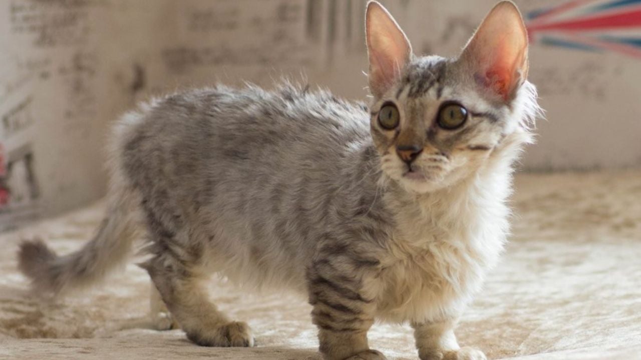 Lambkin (Nanus Rex) Kedisi