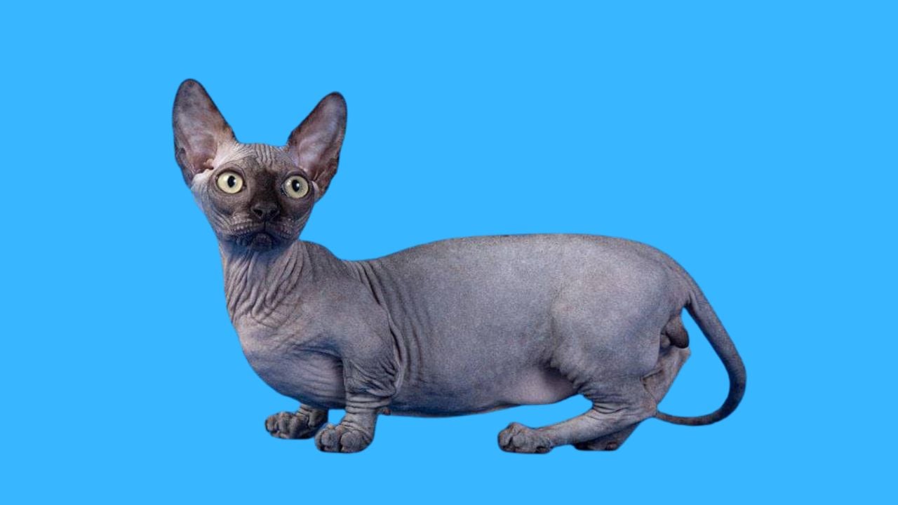 Minskin Kedisi