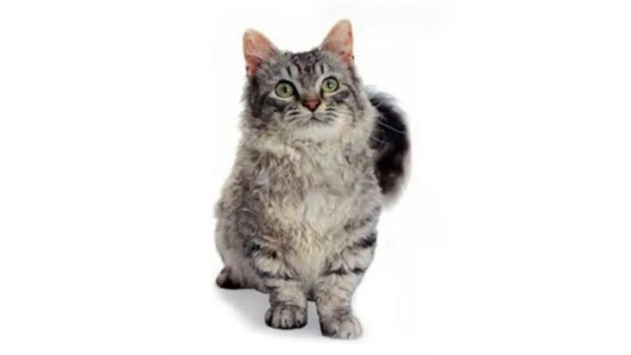 Skookum Kedisi
