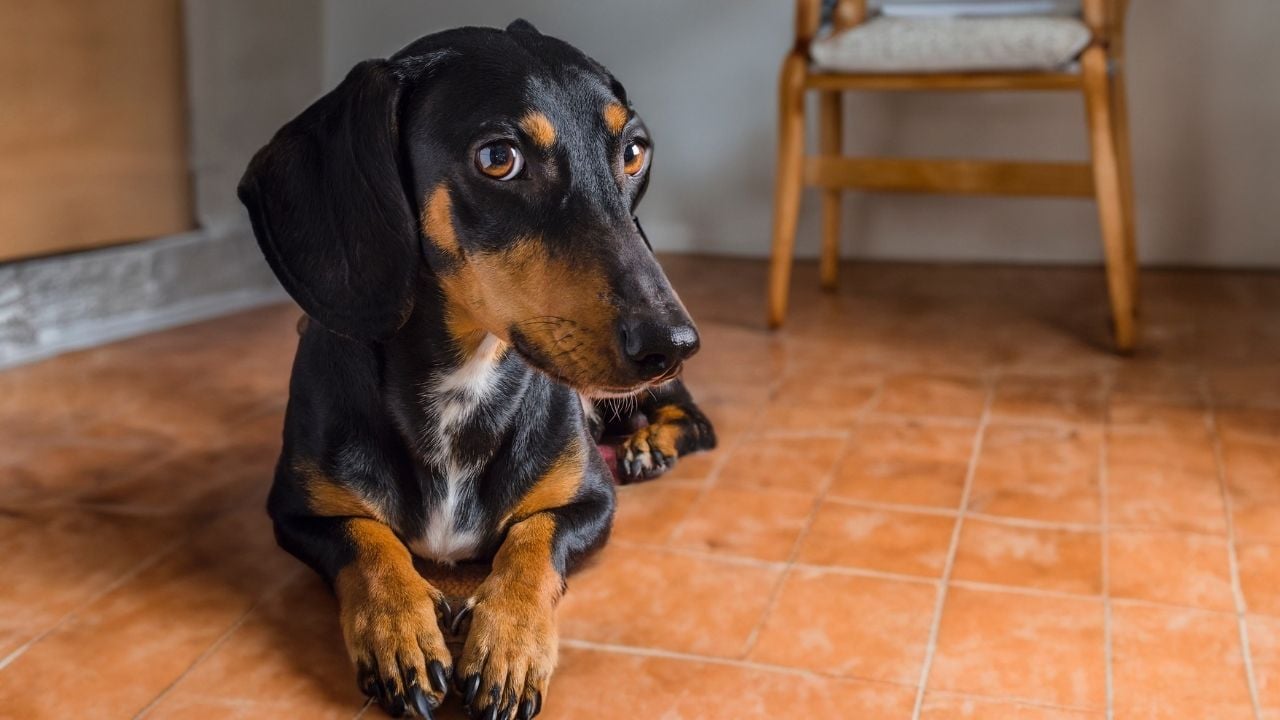 evde oturan bir sosis köpek