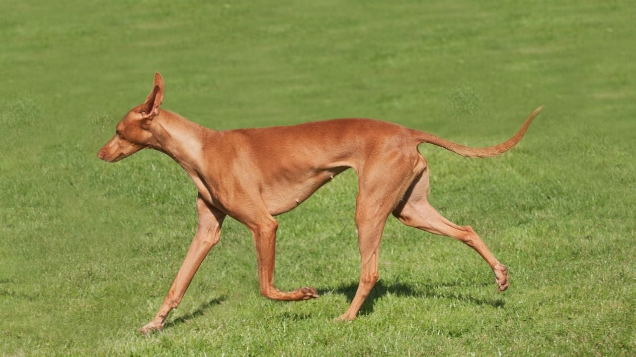 volta atan bir köpek