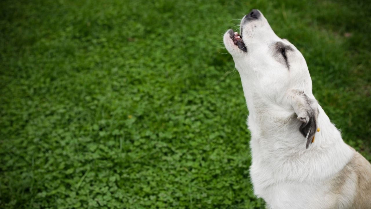 uluyan beyaz bir köpek