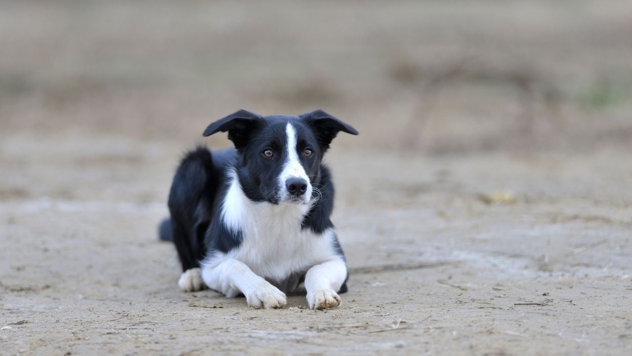 border collie yerde yatıyor