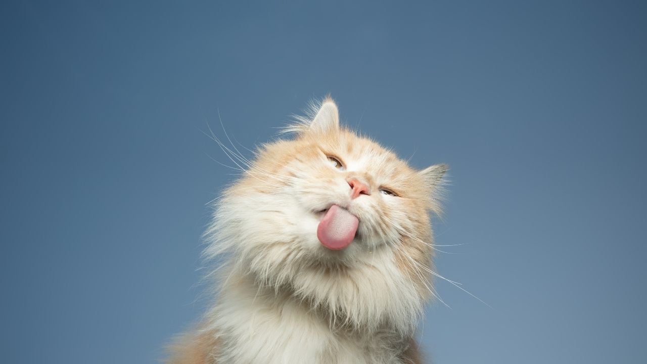 dili dışarıda bir kedi